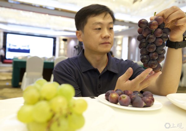 熊猫配资 场面｜数十种长三角葡萄新品集中亮相
